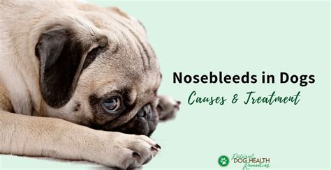 Dog Nosebleeding Causes And First Aid Treatment