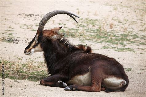Sable Antelope Hippotragus Niger Also Known As The Black Ante Stock