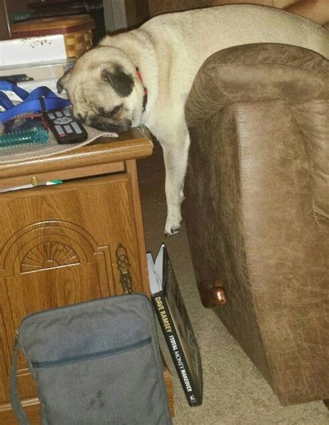 18 Hilarious Photos That Prove Pugs Can Sleep Absolutely Anywhere 17