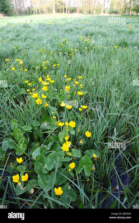Flowering Marsh Marigold Kingcup In Flower Caltha Palustris In