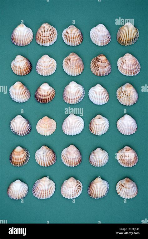 Clam Shells Hi Res Stock Photography And Images Alamy