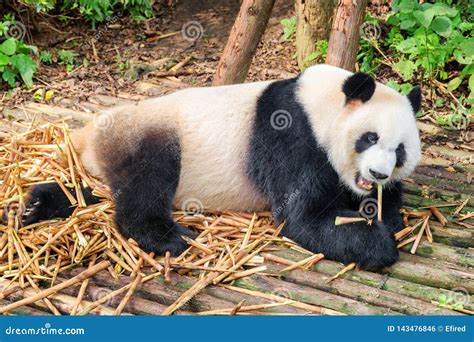 Großer Panda Der Bambus Isst Und Unter Grünem Holz Stillsteht