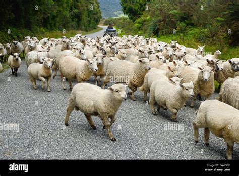 A Farm Worker Herds A Mob Of Sheep Along A Backroad On The West Coast