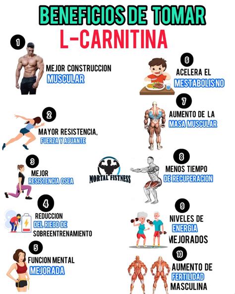 BENEFICIOS DE TOMAR L CARNITINA Entrenamiento De Abdominales