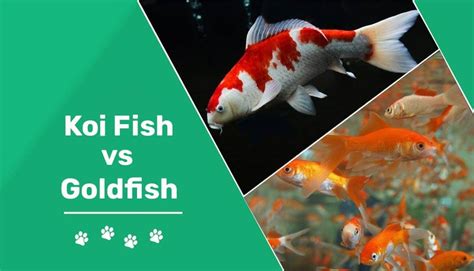 Goldfish Vs Koi Whats The Difference And Which Is Right For You Pet