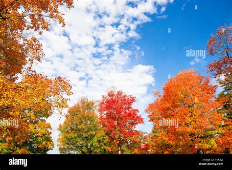 Golden Orange And Red Autumn Foliage Tree Top Leaves Against Blue Sky