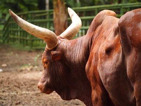 40 Pictures Of Bulls With Really Big Horns Tail And Fur