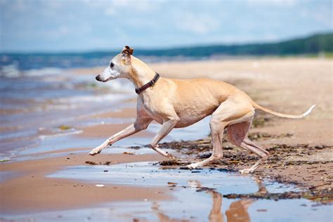Includes purebreds and mixed breed dogs, with links going to dog information and pictures. Tout savoir sur le Lévrier Whippet