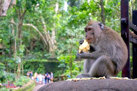 Walk With Cham Ubud Monkey Forest Bali Indonesia