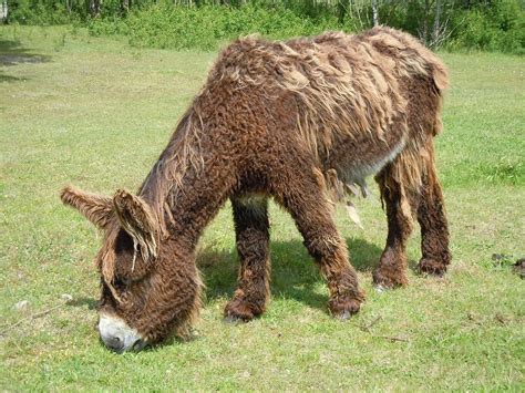 10 Types Of Donkey Breeds With Pictures Pet Keen