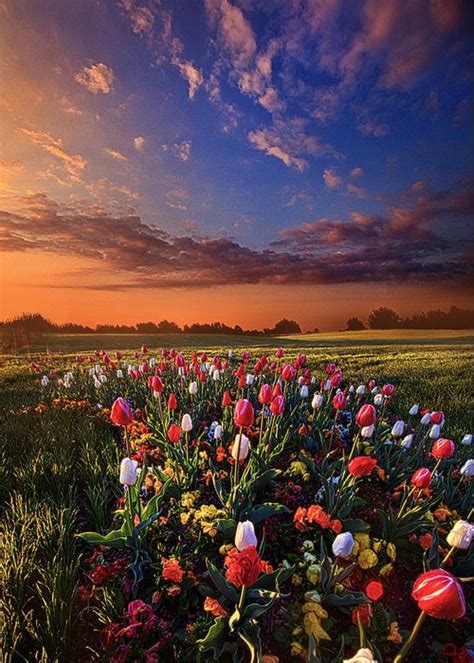 Bear Witness To The Light Greeting Card For Sale By Phil Koch