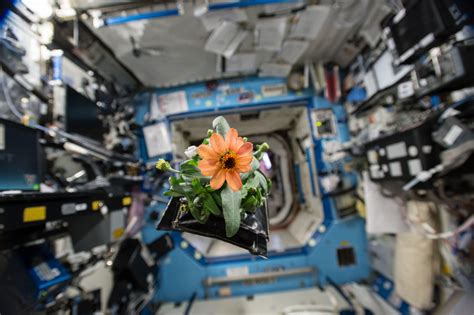 Flowering Zinnia Plant On International Space Station January 2016 R