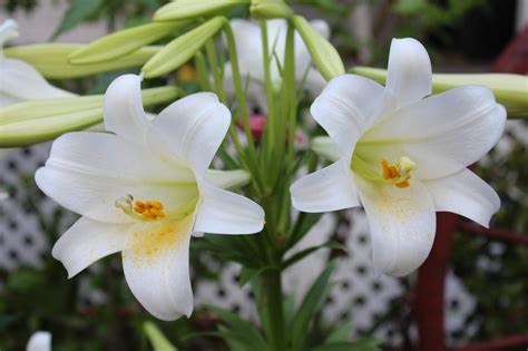 How To Take Care Of Easter Lily Garden Bible
