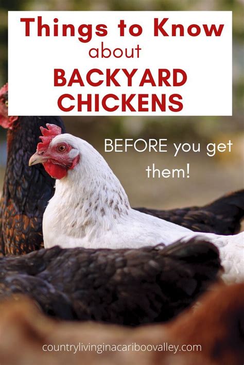 Chicken Questions And Answers Chickens Backyard Raising Chickens Raising Backyard Chickens