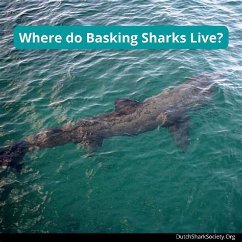 Basking Sharks Facts And Information Guide Dutch Shark Society