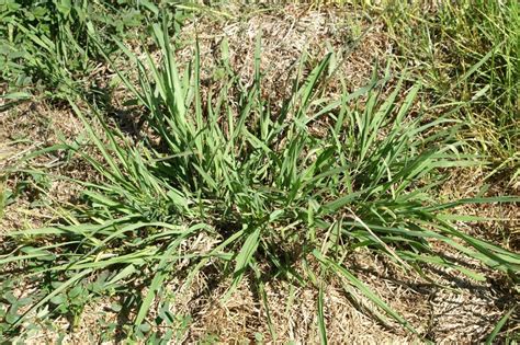 Dallisgrass Weed Control How To Get Rid Of Dallisgrass