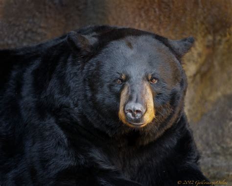 A Classic Portrait Of The American Black Bear Black Bear American