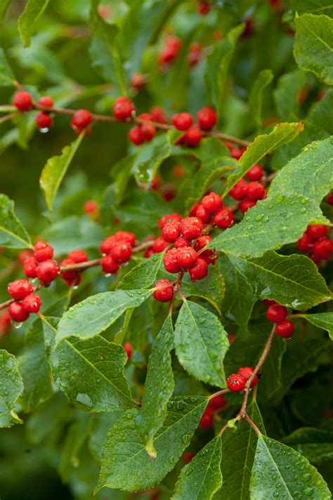 Wildfire Winterberry Plant Library Pahls Market Apple Valley Mn