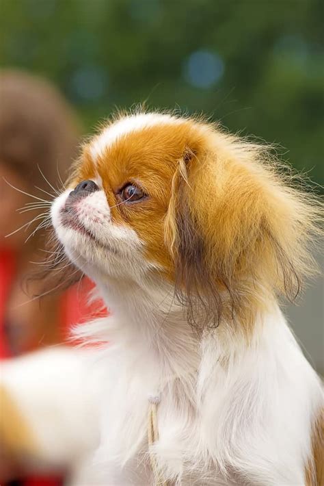 Japanese Chin Temperament And Puppy Info Price Breeders Etc