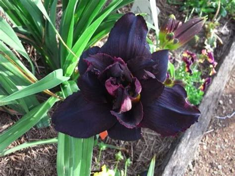 Kolan Dee Jay Daylily Black Garden Daylilies Black Flowers Go Green