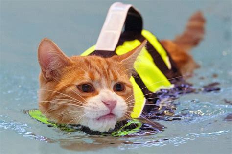 Cats Might Be Famous For Hating Water But This Soggy Moggy Can Swim