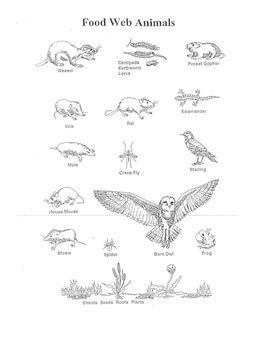 They tear apart their prey and swallow large pieces, including the animal's bones. Barn Owl Food Web & Energy Pyramid- works with Owl Pellets ...