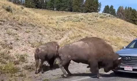 Bison Takes A Run At Car In Yellowstone National Park Whiskey Riff