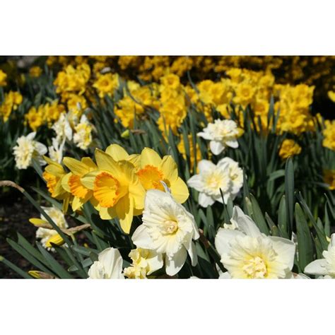 Lowes Multicolor Daffodil Mixed Bulbs 10 Count In The Plant Bulbs