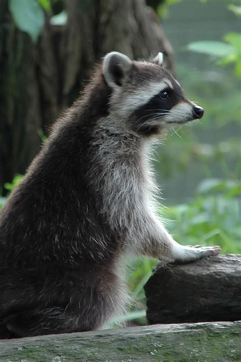 147 Best Images About Raccoons On Pinterest Pictures Of