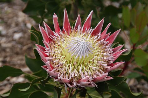 Free Images Petal Produce Botany Flora Wildflower Thistle Macro