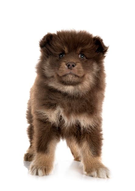 Premium Photo Puppy Finnish Lapphund In Studio