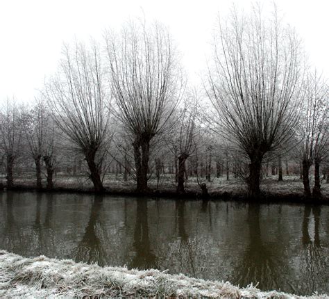 Wallpaper Reflection Water Tree Winter Black And White Woody