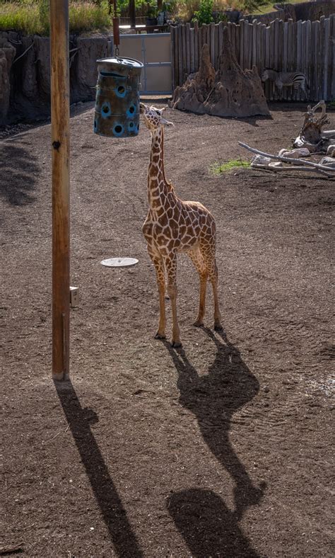 18 Month Old Ja Raffe Joins Utahs Hogle Zoo