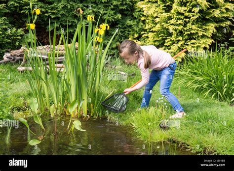 Four Year Old Girl Pond Dipping Trying To Catch Tadpoles And Other