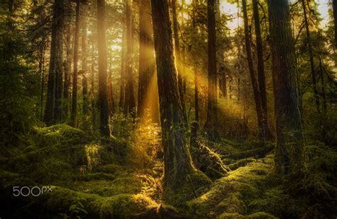 Enchanted Forest Enchanted Forest Forest Photography Mystical Places