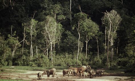 Congo Basindeforestation Photos Wwf