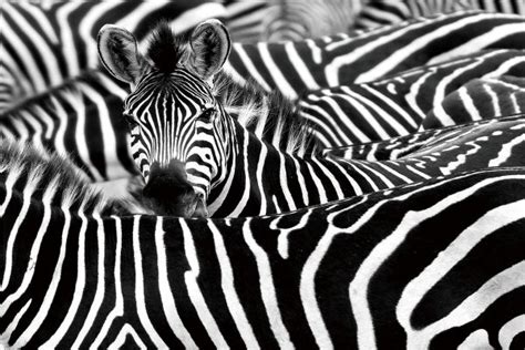 Glasschilderij Allemaal Zebras Te Koop Betaalbarekunstnl Dit