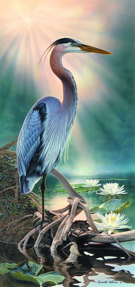 127 Best Great Blue Heron Images On Pinterest Blue Heron Bird