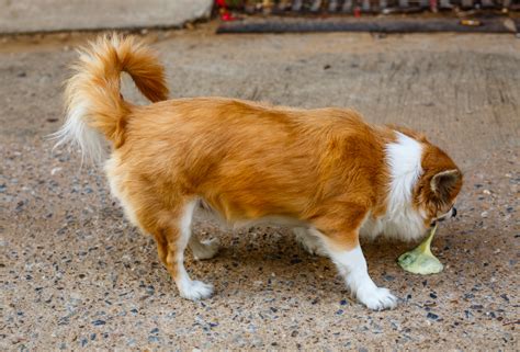A Puking Primer For Dog Owners Oliver Animal Hospital