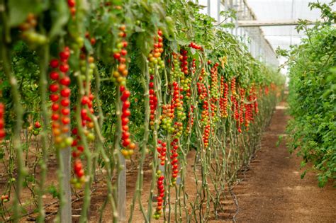 Tomatoes Dominate Andalusias Organic Greenhouses Eurofresh Distribution