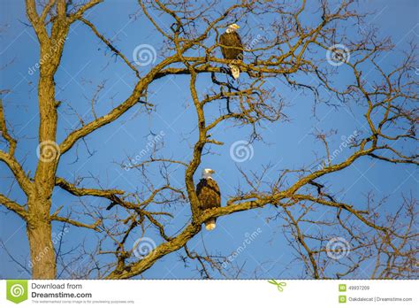 Pair Of Bald Eagles On Bare Winter Tree Facing Setting Sun Stock Image