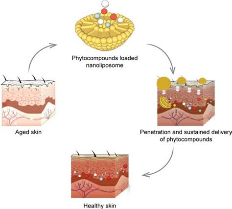 Nanoliposome Based Delivery Of Antioxidants For Skin Wrinkles In