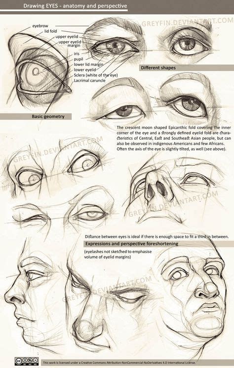 Anatomy Of The Eye For Artists Loomis Method A Beginner S Guide Wip By