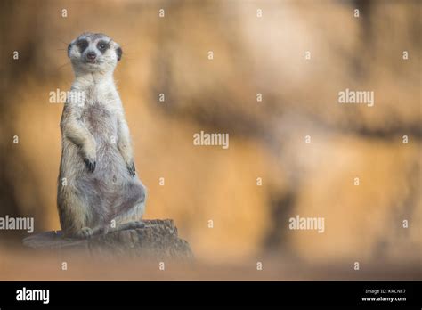 Watchful Meerkat Standing Guard Stock Photo Alamy