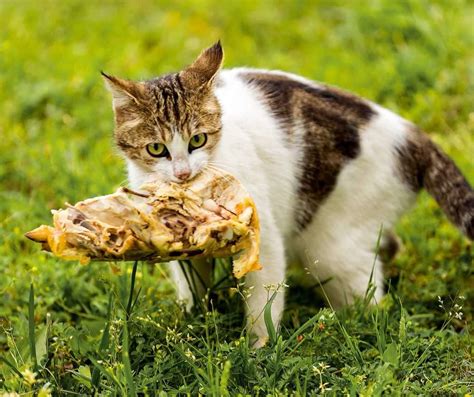 Can Cats Eat Chicken How To Safely Prepare Chicken For Your Pet