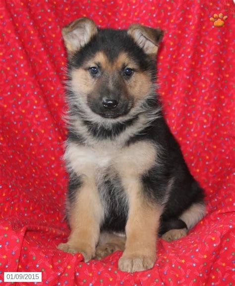 The german shepherd breed has enjoyed overwhelming popularity on and off since 1921. German Shepherd Puppy for Sale in Pennsylvania | German ...