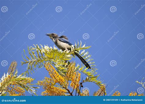 Wildlife Birds Series Blue Stellar S Jay Sitting In A Silky Oak Tree