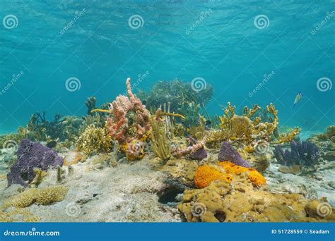 Underwater On A Colorful Seabed In The Caribbean Stock Image Image Of