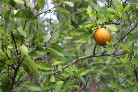 Agtech Startups Offer Hope In Brutal Citrus Greening Fight Afn