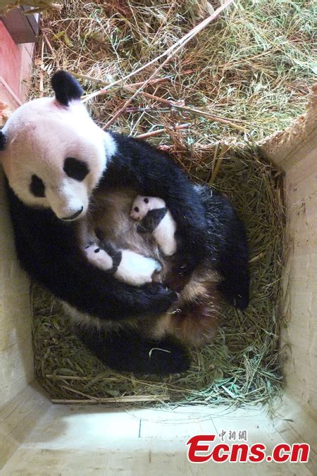 Vienna Zoo Confirms One Month Panda Cubs Are Pigeon Pair